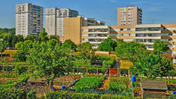 A city organic farm