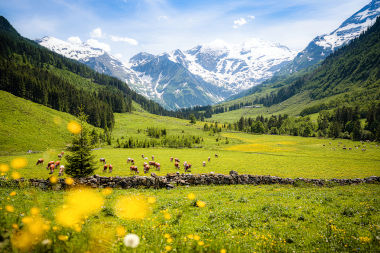 Panoramic view of rural alpine landscape with cows grazing in fresh green meadows