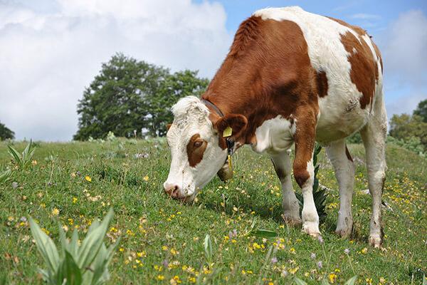 A Montbéliarde cow from Doubs, Franche-Comté