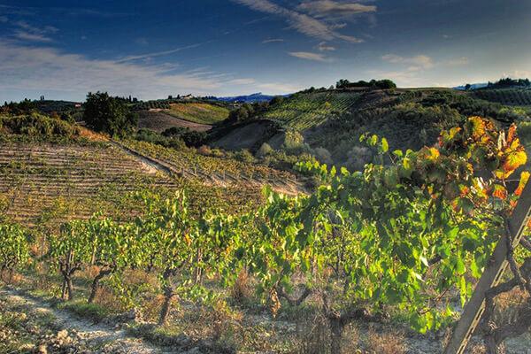een wijngaard in het Chianti-gebergte