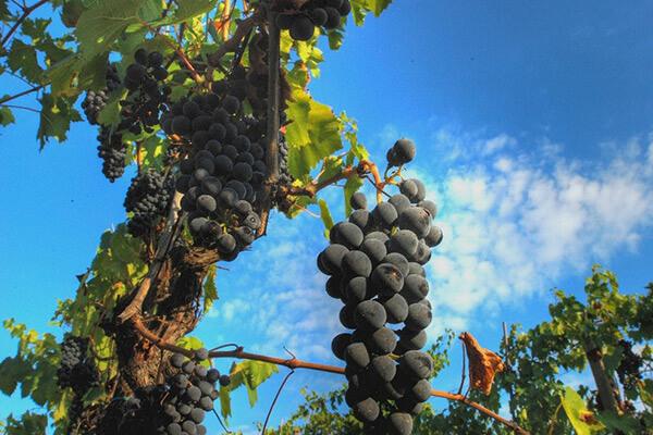 bunches of chianti grapes on a vine