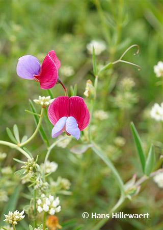 a photo of the flowering plant "Lathyrus clymenum"