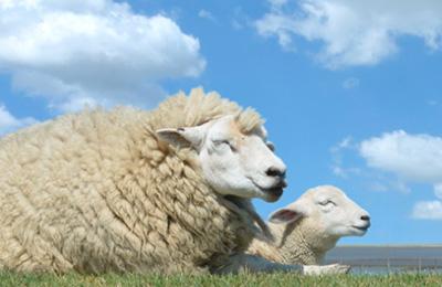 A sheep and a lamb lying on grass