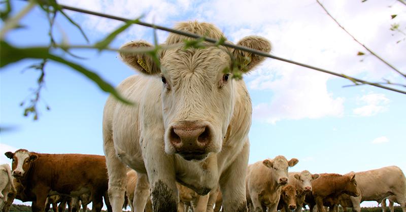 New study unveils how the CAP is contributing to animal welfare and  antimicrobial use reduction