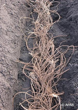 une tranchée de sol contenant une rangée de couronnes d’asperges