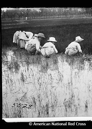 Schwarz-Weiß-Foto von 6 Damen, die Reis holen