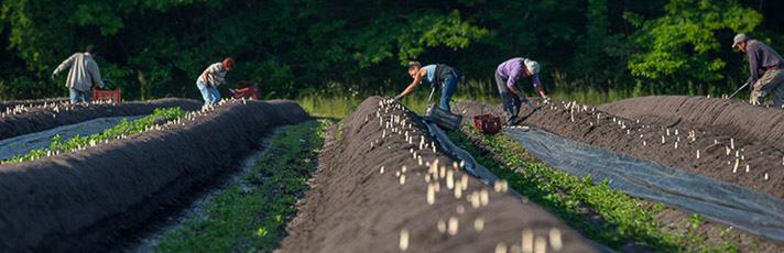 Asparges høstes manuelt hver dag fra april til juni. © APBA