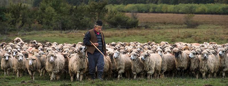 Herder met zijn schapen