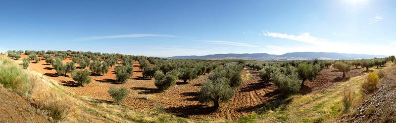 Olivovníkům odrůdy Cornicabra se na svazích španělského Montes de Toledo daří. © D.O.P. Montes de Toledo