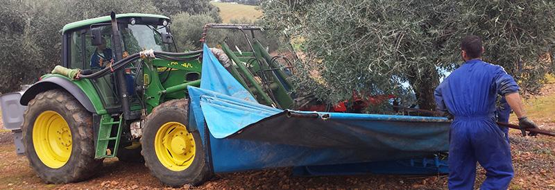dvaja poľnohospodári zbierajú olivy s traktorom a sieťou