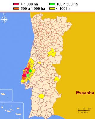 Producția de varietăți de pera rocha în diferite zone din Portugalia (Pera Rocha do Oeste DOP se produce doar în regiunea Oeste). © Wikimedia - EstherG