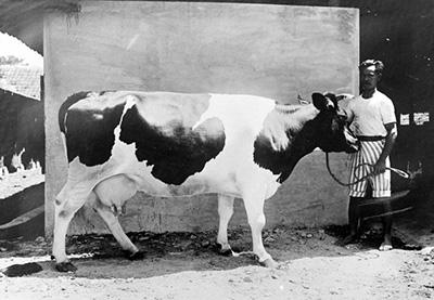 En svartvit ko av rasen holstein-friesian som har sitt ursprung i Nederländerna.