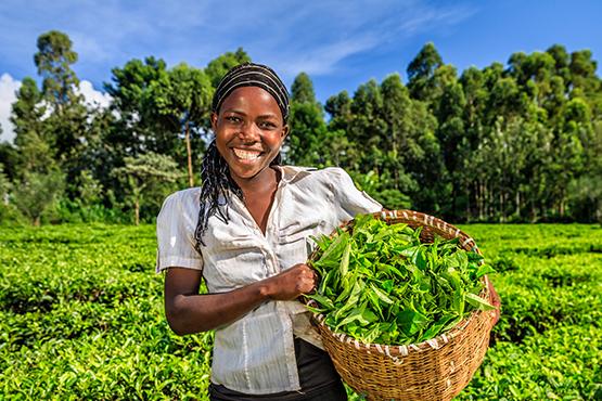 young black female farmer holding a basket of tea leaves