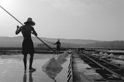 The salt is collected using a traditional wooden rake called a gavero. © Soline d.o.o