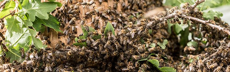 Gammel håndlavet bikube af halm til at fange bier med i naturen.