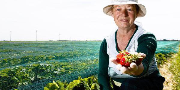 female farmer kneeling beside a strawberry field holding some strawberries