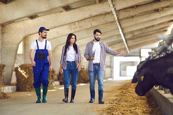 three young farmers walking in a cow shed