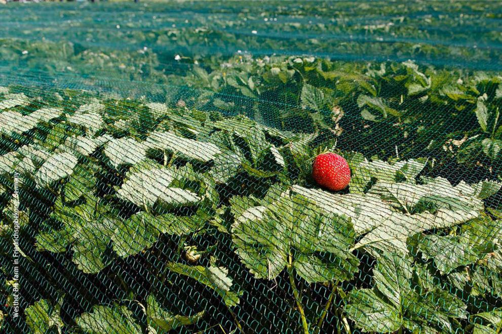 Raccolto di fragole coperto con rete in una serra
