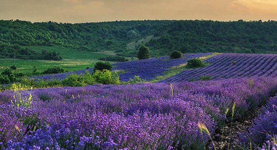 scenic view of lavender fields against an evening sky, Cherven Bryag, Bulgaria