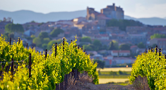 grapevines in the foreground and the Chateau of Puissalicon, in Languedoc