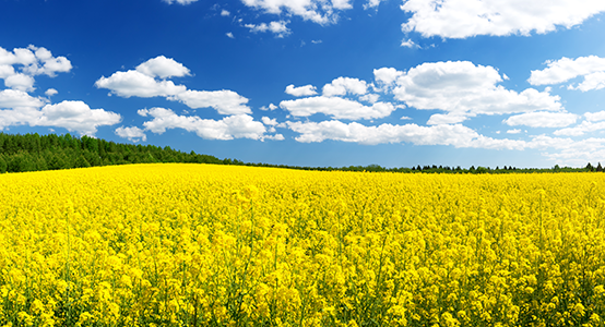 a field of yellow Rapeseed with blue sky