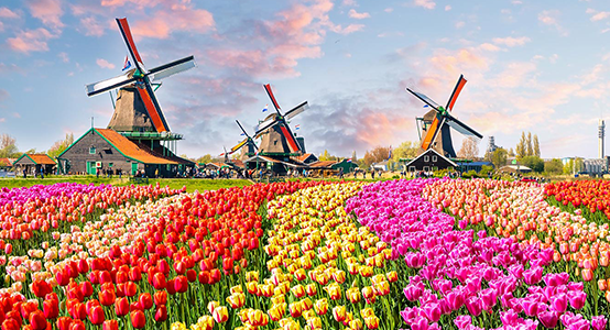 Landscape with tulips, traditional Dutch windmills and houses
