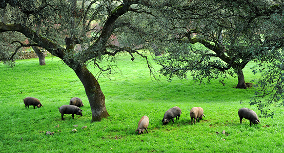 Iberian pigs herd (pata negra) feeding on acorns in Andalusia, Spain