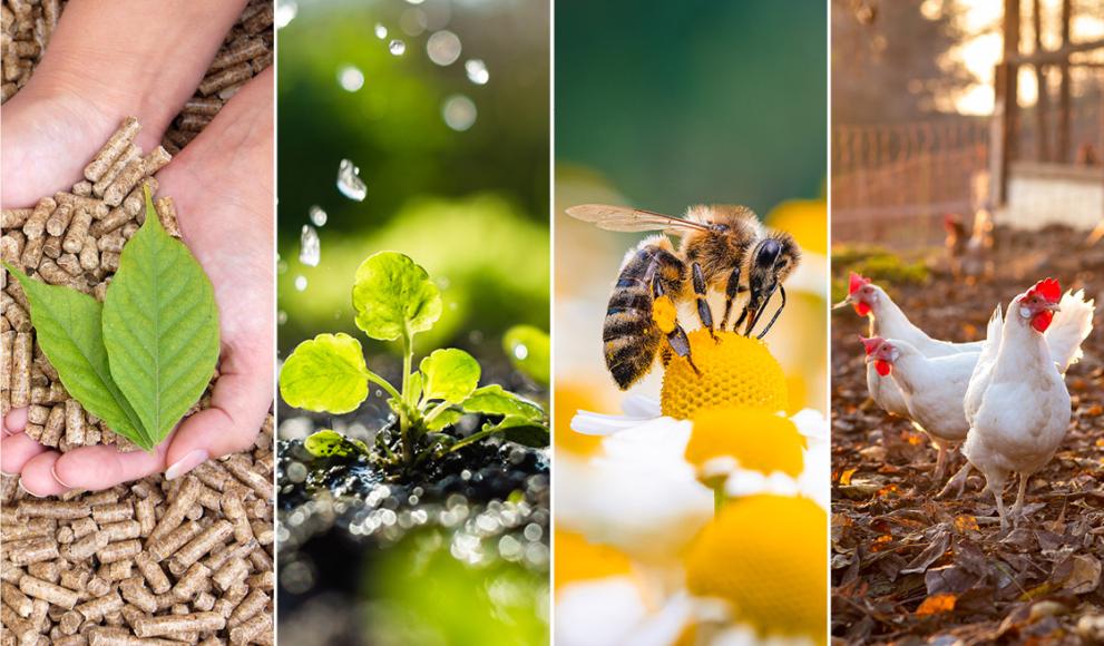 a collage of biomass, a seedling in soil, a wasp on a flower and some hens