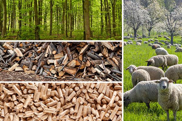 a collage of trees, wood pellets and sheep