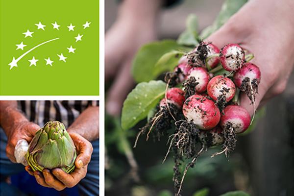 EU organic logo, radishes and an artichoke