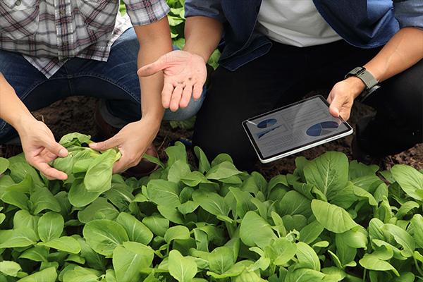 two people examining plants, one holds a digital device
