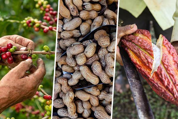 ‘Pitahaya Amazónica De Palora’, ‘Maní De Transkutukú’, and ‘Cacao Amazonas Perú’