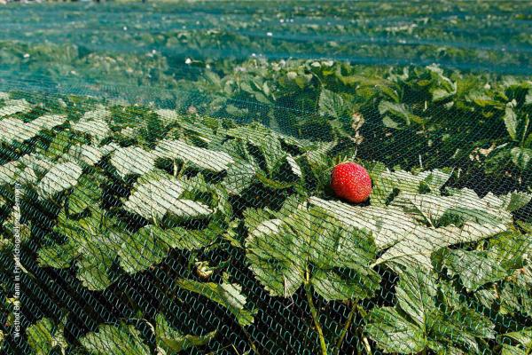 Strawberry crop covered with netting in a greenhouse