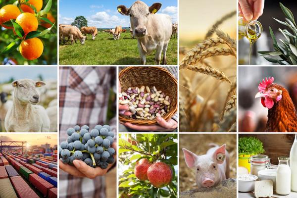 collage of images including oranges, grapes, cows, sheep, wheat, milk