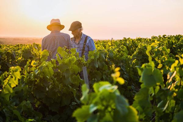 Two men in a vineyard