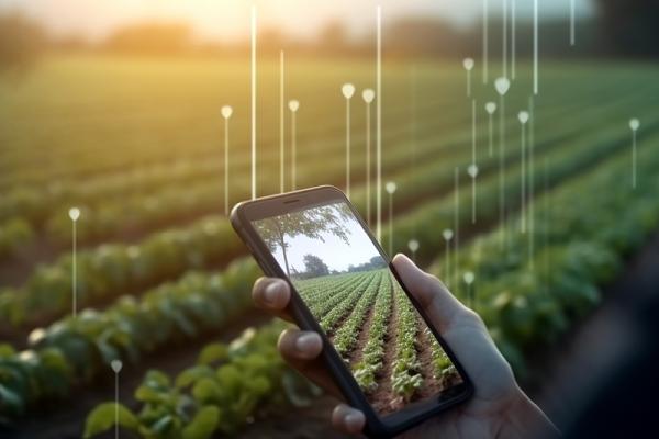 A hand holding a phone with a field of plants on the screen