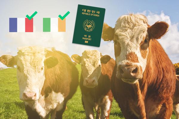 three cows in a field, flags of France and Ireland, and Korea passport